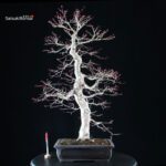 Acero palmato Yamamomiji