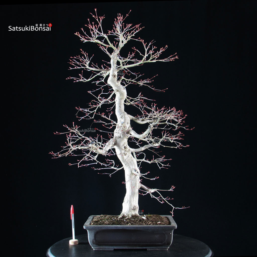 5946_1-Acer-palmatum-yamamomiji Acero palmato Yamamomiji - immagine 1