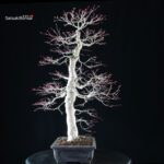 Acero palmato Yamamomiji - immagine 2