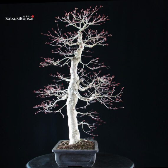 Acero palmato Yamamomiji - immagine 2