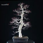 Acero palmato Yamamomiji - immagine 3