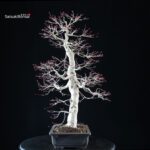 Acero palmato Yamamomiji - immagine 4