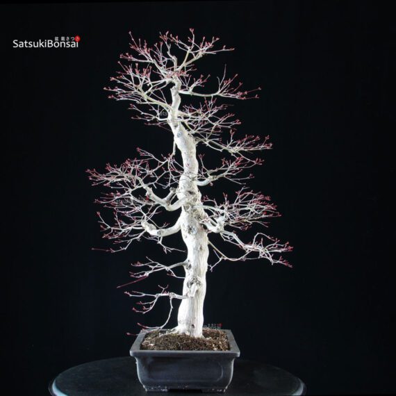 Acero palmato Yamamomiji - immagine 4