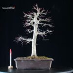 Acero palmato Yamamomiji