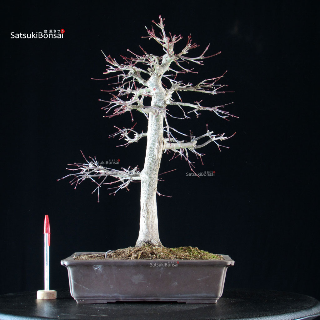 5947_1-Acer-palmatum-yamamomiji Acero palmato Yamamomiji - immagine 1