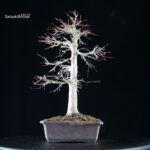 Acero palmato Yamamomiji - immagine 2