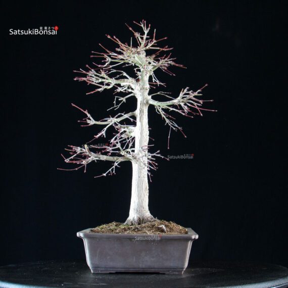 Acero palmato Yamamomiji - immagine 2