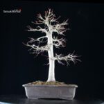 Acero palmato Yamamomiji - immagine 3