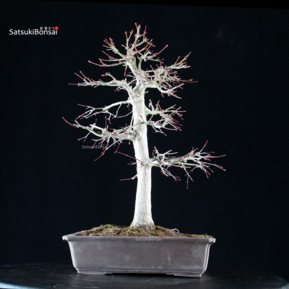 Acero palmato Yamamomiji - immagine 3