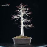 Acero palmato Yamamomiji - immagine 4