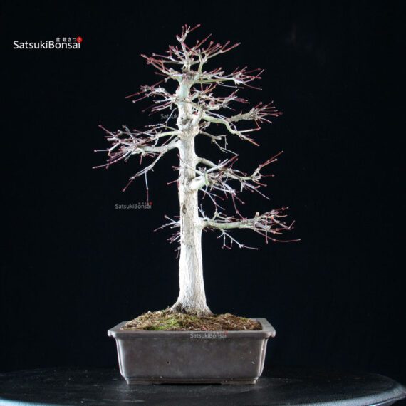 Acero palmato Yamamomiji - immagine 4