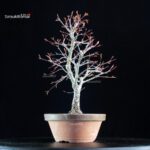 Acero Palmato Arakawa - immagine 2