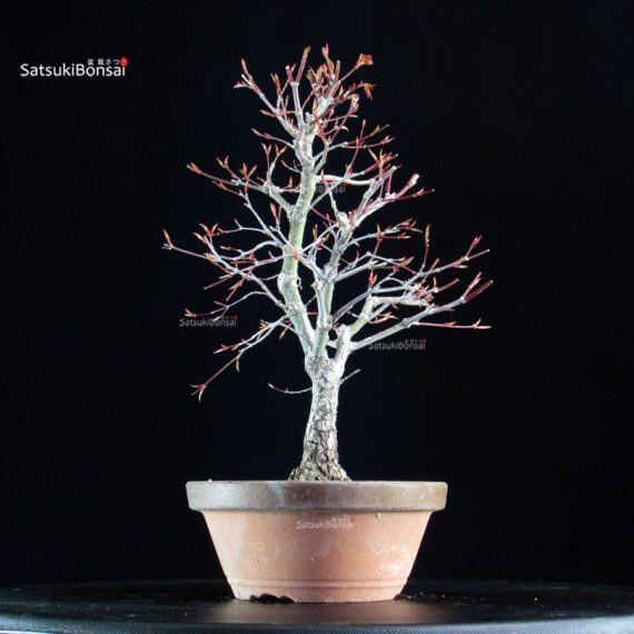 Acero Palmato Arakawa - immagine 2