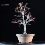 Acero Palmato Arakawa - immagine 3