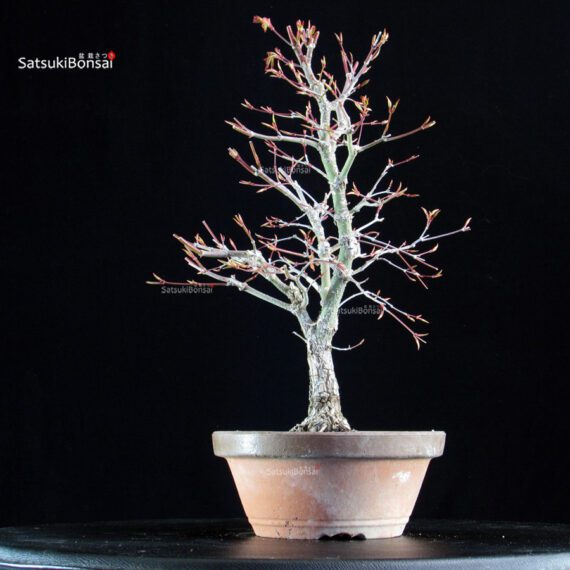 Acero Palmato Arakawa - immagine 4