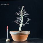 Acero palmato Yukihime