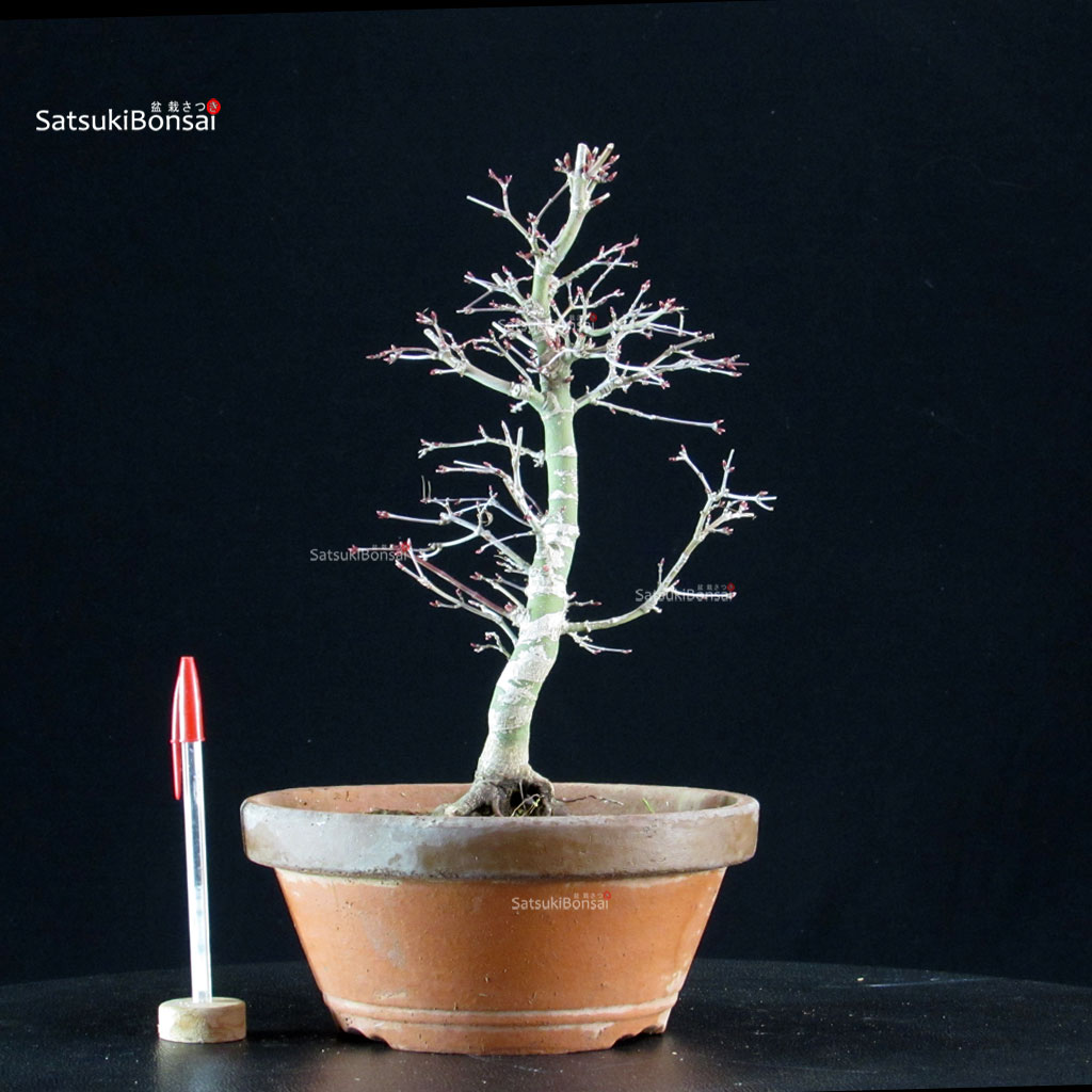 5955_1-Acer-palmatum-yukihime Acero palmato Yukihime - immagine 1