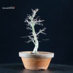 Acero palmato Yukihime - immagine 2