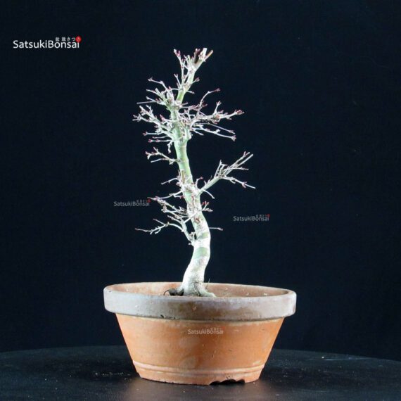 Acero palmato Yukihime - immagine 2