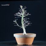 Acero palmato Yukihime - immagine 3