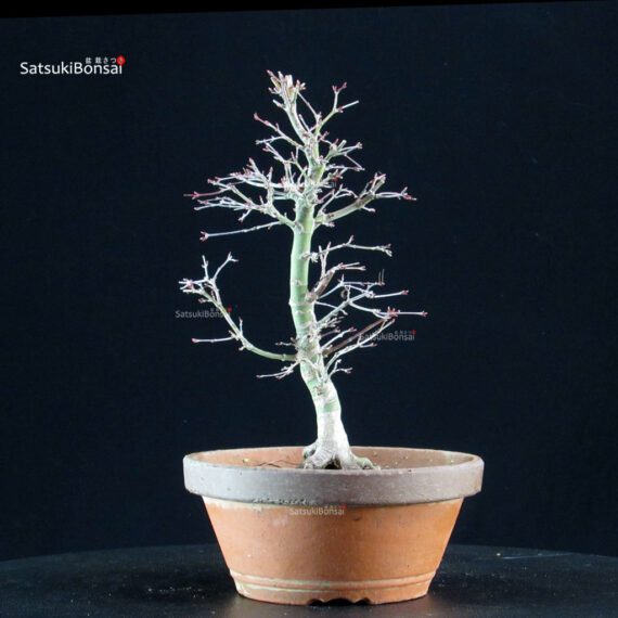 Acero palmato Yukihime - immagine 3