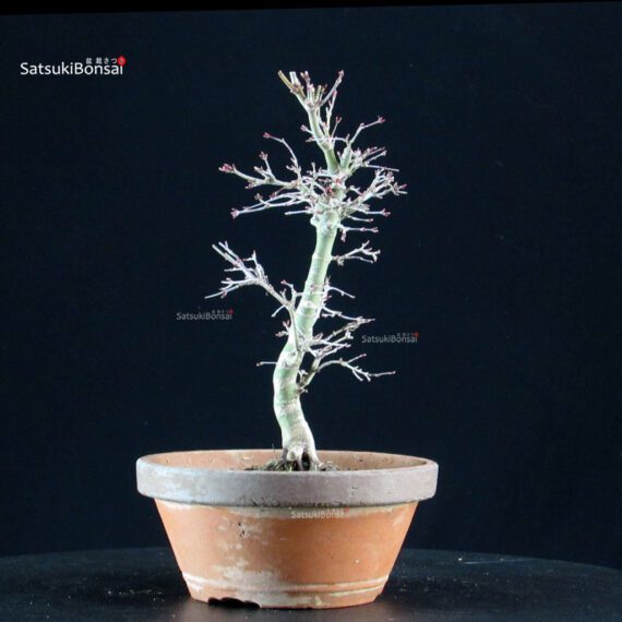 Acero palmato Yukihime - immagine 4