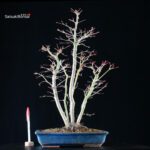 Acero palmato Yamamomiji