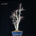 Acero palmato Yamamomiji - immagine 2