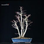 Acero palmato Yamamomiji - immagine 3