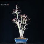 Acero palmato Yamamomiji - immagine 4