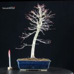 Acero palmato Yamamomiji