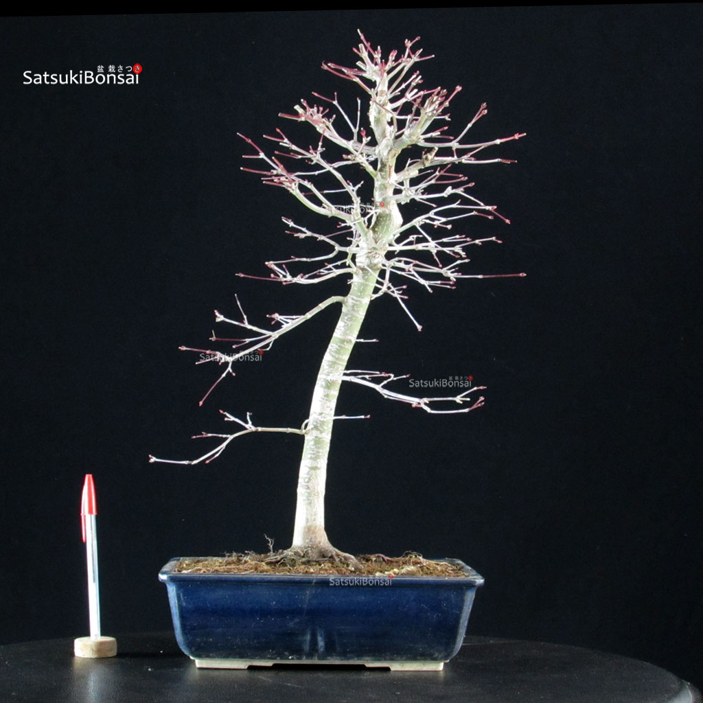 5959_1-Acer-palmatum-yamamomiji Acero palmato Yamamomiji - immagine 1