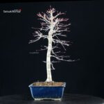 Acero palmato Yamamomiji - immagine 2