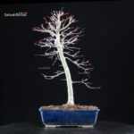 Acero palmato Yamamomiji - immagine 3