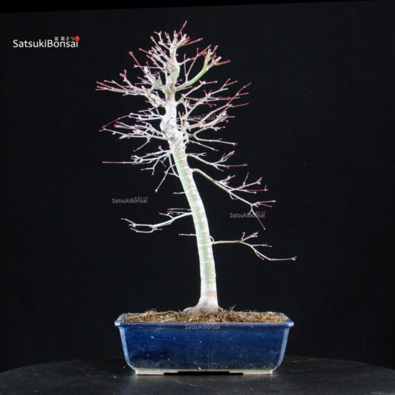 Acero palmato Yamamomiji - immagine 3