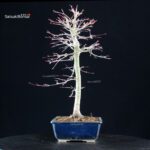 Acero palmato Yamamomiji - immagine 4