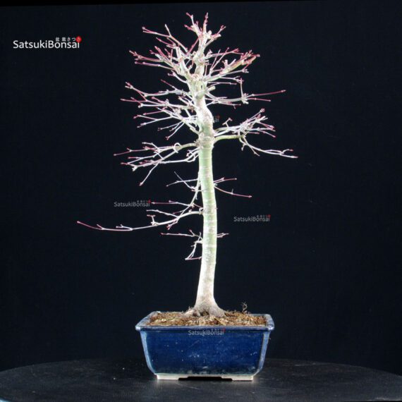 Acero palmato Yamamomiji - immagine 4