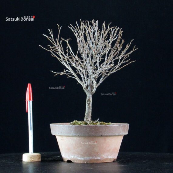 Zelkova Serrata - immagine 5