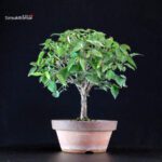 Zelkova Serrata