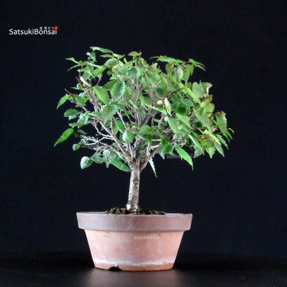 Zelkova Serrata - immagine 2