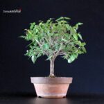 Zelkova Serrata - immagine 3