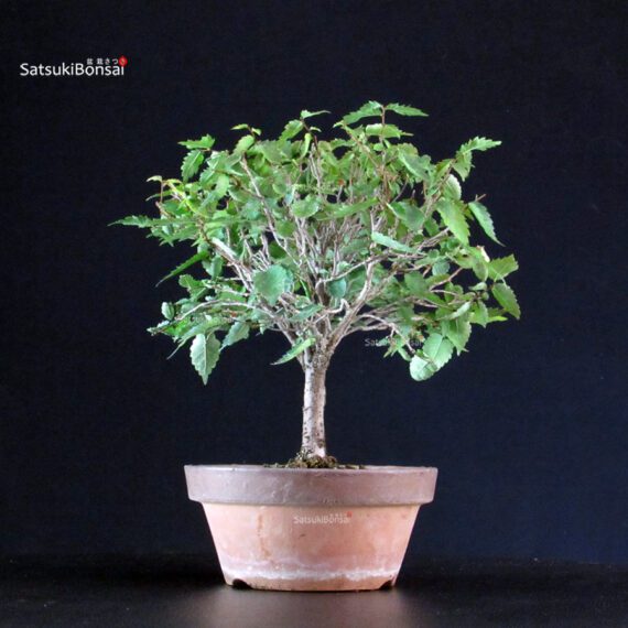 Zelkova Serrata - immagine 3