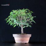 Zelkova Serrata - immagine 4