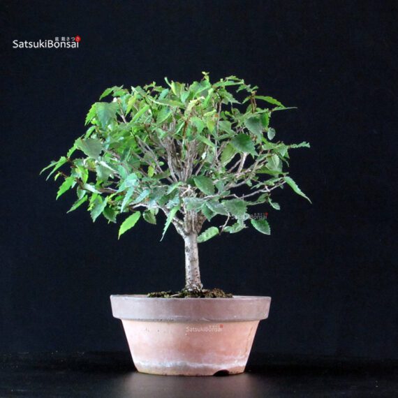 Zelkova Serrata - immagine 4