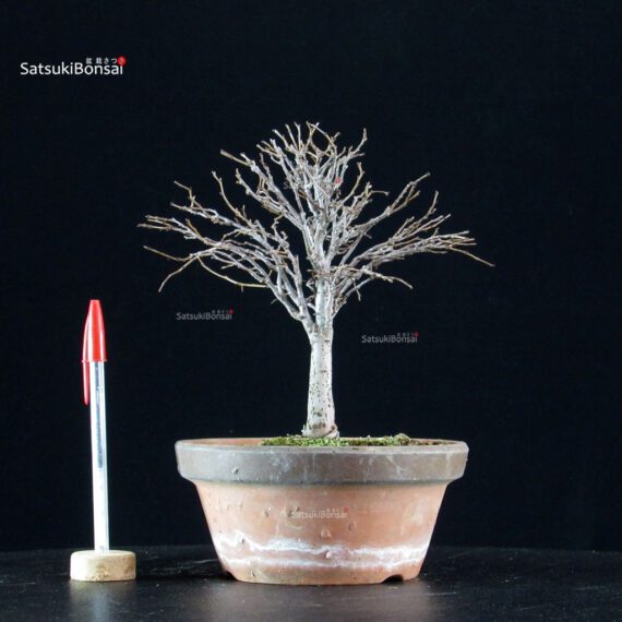 Zelkova Serrata - immagine 5