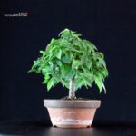 Zelkova Serrata