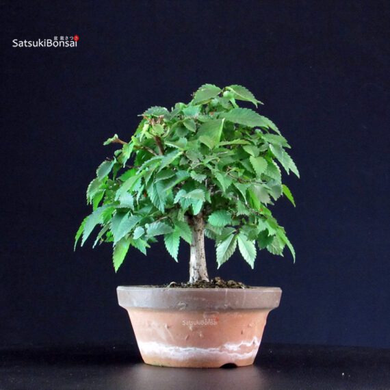 Zelkova Serrata - immagine 2