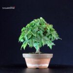 Zelkova Serrata - immagine 3