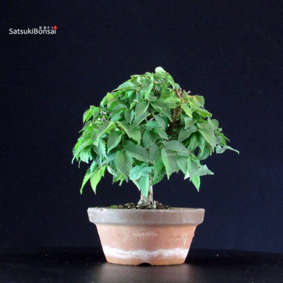 Zelkova Serrata - immagine 3