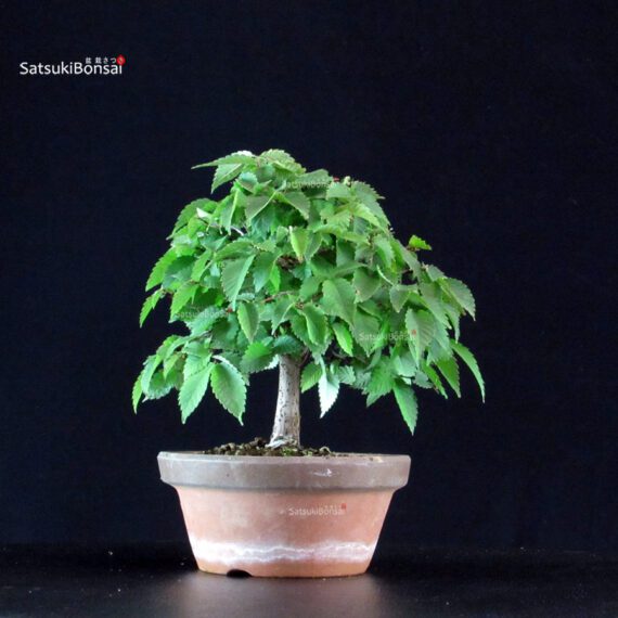 Zelkova Serrata - immagine 4